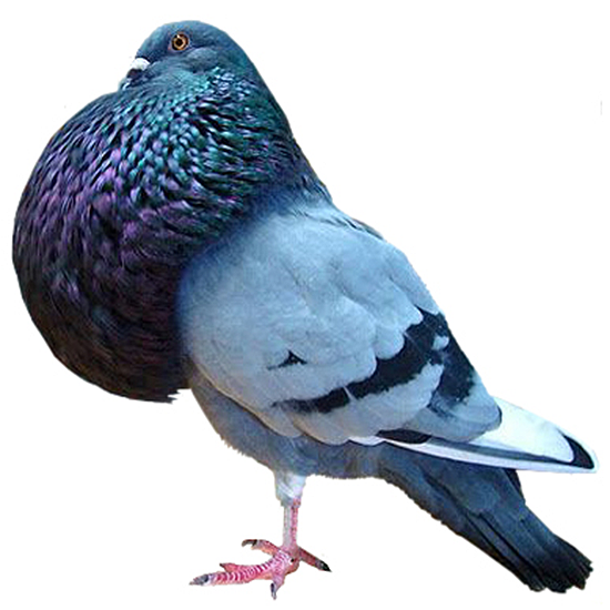 Gaditano Pouter Pigeon